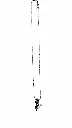 muguet2.webp